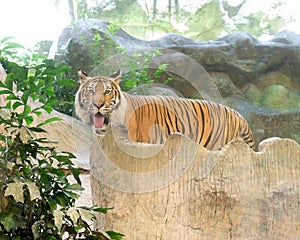 INDOCHINESE TIGER Panthera tigris corbetti in the zoo photo