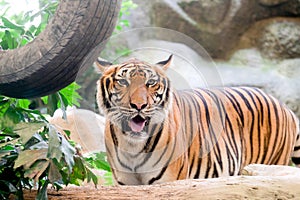 INDOCHINESE TIGER Panthera tigris corbetti in the zoo photo