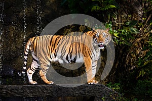 Indochinese tiger