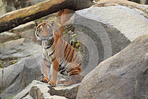 Indochinese tiger