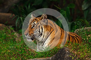 Indochinese tigerAmur tiger sitting on grass