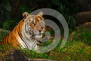 Indochinese tigerAmur tiger sitting on grass
