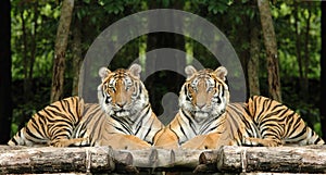 Indochinese tigers