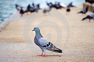 Indomalaya Pigeon or dove standing in front of its flocks in the background
