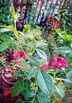 Batik roses in the garden photo