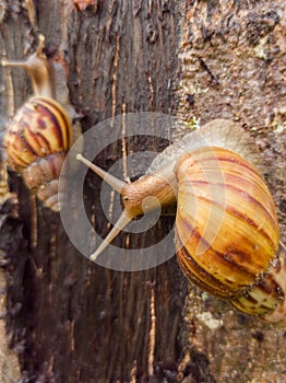 Indonesia, 2 snails climbing a tree trunk after it rains in the morning