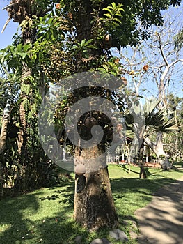 Indonesia Bali Bird Park Cannon Ball Tree Fruit Flower Plant Tropical Birds Colorful Birds Free Flying Bird