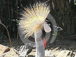 Indonesia Bali Bird Park Tropical Birds Colorful Birds African Crowned Crane Africa Bangau Mahkota Afrika Balearica regulorum