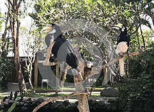 Indonesia Bali Bird Park Tropical Birds Colorful Birds Endangered Hornbill Birdwatching Bucorvidae Chilling Bucerotidae Species