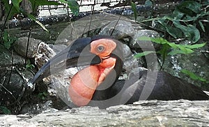 Indonesia Bali Bird Park Tropical Birds Colorful Birds Endangered Hornbill Birdwatching Bucorvidae Chilling Bucerotidae Species