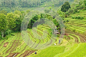 Indonesia, Bali, Rice terraces