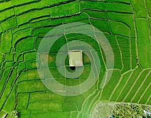 Indonesia with a beautiful greenfields