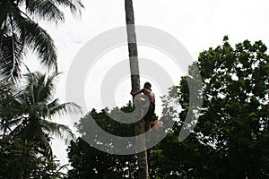 Indonesia coconut tree