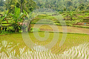 Indonesia countryside on the West Sumatra island photo