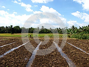 Indonesia Crop Field