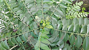 In Indonesia, curry leaves are called salam koja or temurai photo
