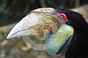 Indonesia ; Hornbill