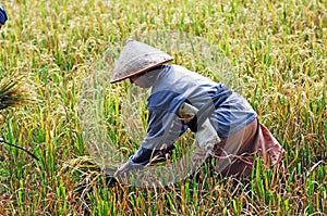 Indonesia, Java: Rice agriculture