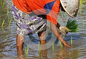 Indonesia, Java: Work in ricefield