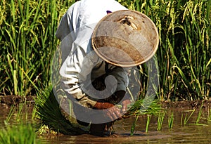 Indonesia, Java: Work in ricefield
