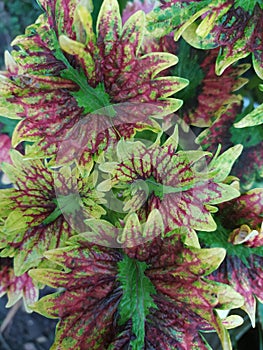 INDONESIA,JUNE 18, 2021 ; Beautiful and unique flowers with many colors in a daytime photo in Temanggung, Central Java, Indonesia