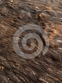 carved bark texture