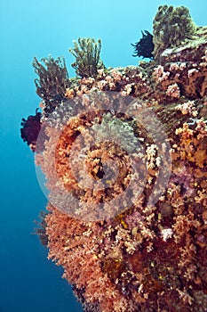 Indonesia Lembeh Straits Sulawesi