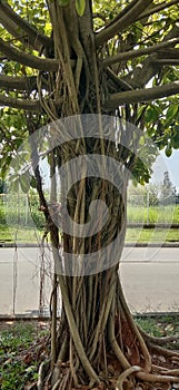  labbra aprile 11 2023. vecchio buio un albero aspetto esotico sul spalla da strade in giro labbra 