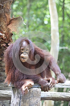 Indonesia orangutan with nature