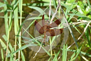 Indonesia: a perching dragonfly