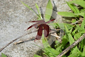 Indonesia: a perching dragonfly