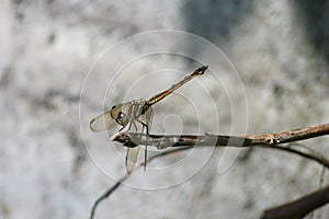 Indonesia: a perching dragonfly