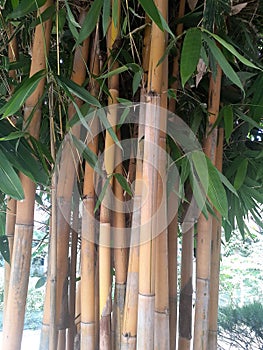 In Indonesia, this plant is called talang kuning, its shape is almost the same as bamboo, only the size is smaller photo