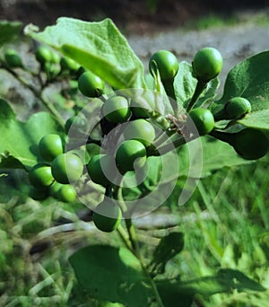 In Indonesia, this plant is called tekokak, the fruit of this plant is usually cooked and is believed to cure certain disea photo