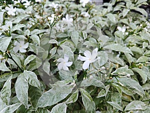 In Indonesia, this plant is known as Mondokaki, wari flower & x28;Java& x29;, nyuhnyuh flower & x28;Balinese& x29;, nyingin flower