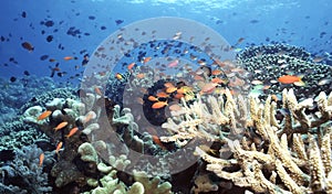 Indonesia Reef