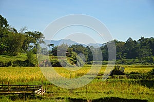 indonesia rice field, food of cereal grain corn bran wheat oats foodgrain. With landscape and rice terraces