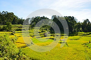 indonesia rice field, food of cereal grain corn bran wheat oats foodgrain. With landscape and rice terraces