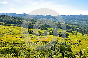 indonesia rice field, food of cereal grain corn bran wheat oats foodgrain. With landscape and rice terraces