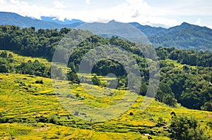 indonesia rice field, food of cereal grain corn bran wheat oats foodgrain. With landscape and rice terraces