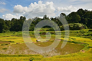 indonesia rice field, food of cereal grain corn bran wheat oats foodgrain. With landscape and rice terraces