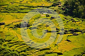 indonesia rice field, food of cereal grain corn bran wheat oats foodgrain. With landscape and rice terraces