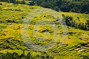 indonesia rice field, food of cereal grain corn bran wheat oats foodgrain. With landscape and rice terraces