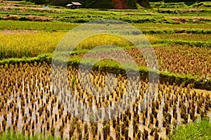 indonesia rice field, food of cereal grain corn bran wheat oats foodgrain. With landscape and rice terraces