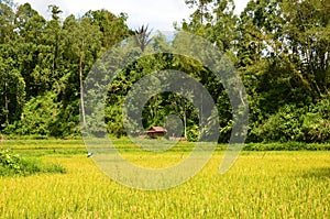 indonesia rice field, food of cereal grain corn bran wheat oats foodgrain. With landscape and rice terraces