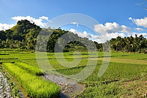 indonesia rice field, food of cereal grain corn bran wheat oats foodgrain. With landscape and rice terraces