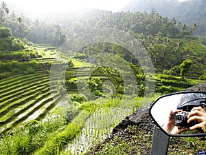 Indonesian rice fields