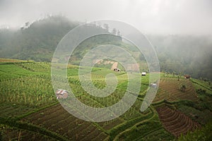 Indonesia, rice terraces, on high mountain