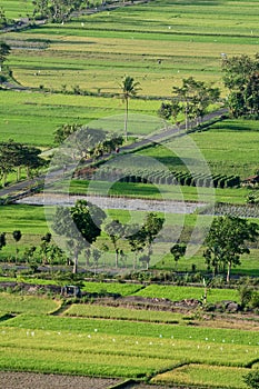 Indonesia Ricefield