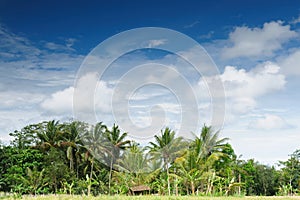 Indonesia - rural scene in Jawa